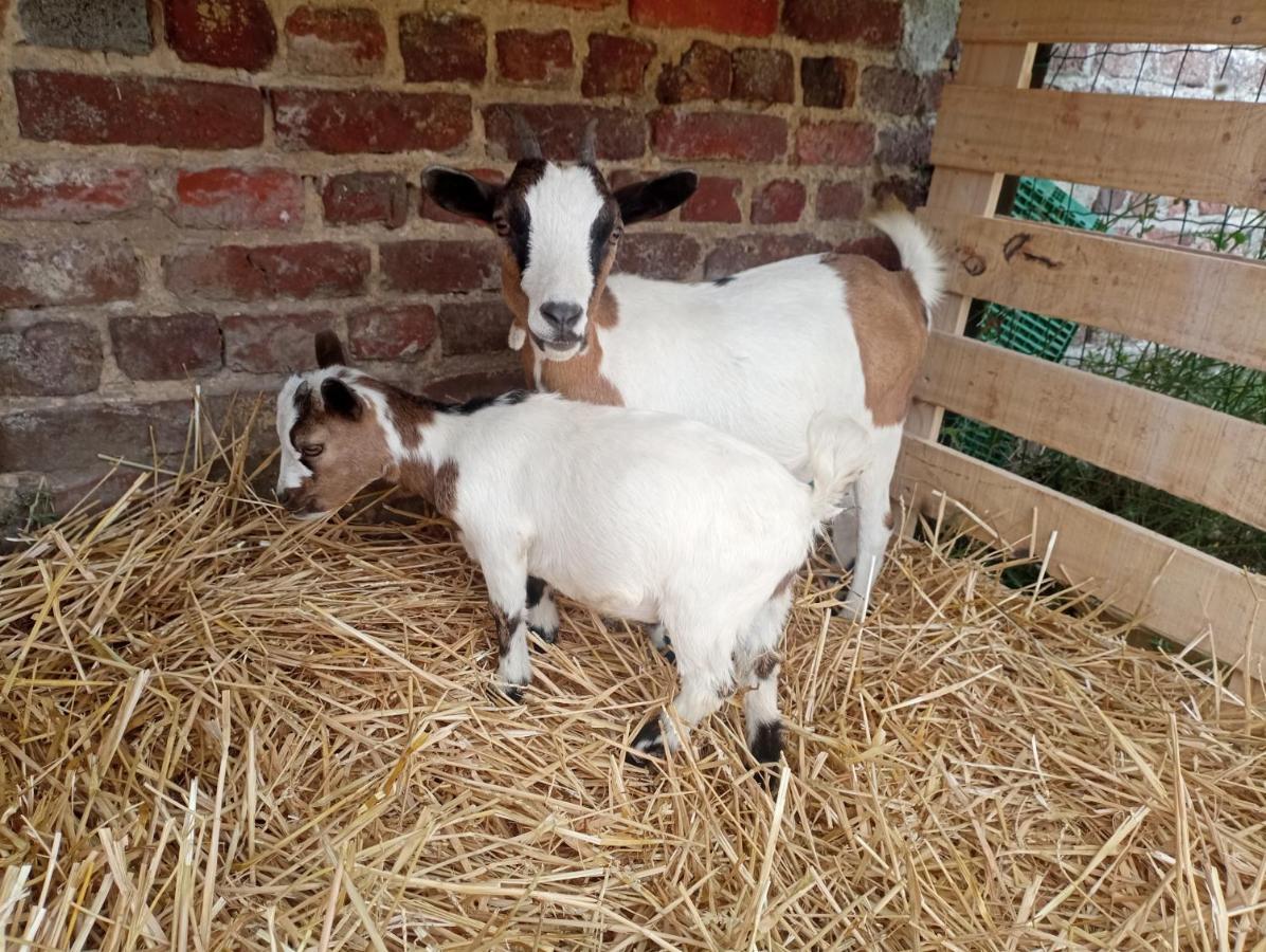 Gite A La Ferme Chez Magali Escaudoeuvres المظهر الخارجي الصورة